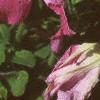 Petunia grandiflora 'Dreams Pink', flowers