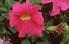 Petunia grandiflora 'Dreams Pink', flowers