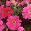 Petunia grandiflora 'Dreams Pink', flowers