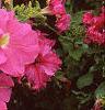 Petunia grandiflora 'Dreams Pink', flowers