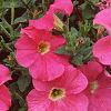 Petunia grandiflora 'Dreams Pink', flowers