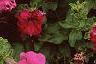 Petunia grandiflora 'Dreams Pink', flowers