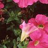 Petunia grandiflora 'Dreams Pink', flowers