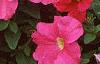 Petunia grandiflora 'Dreams Pink', flowers