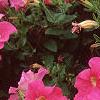 Petunia grandiflora 'Dreams Pink', flowers