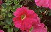Petunia grandiflora 'Dreams Pink', flowers