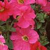 Petunia grandiflora 'Dreams Pink', flowers