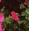 Petunia grandiflora 'Dreams Pink', flowers