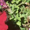 Petunia grandiflora 'Dreams Red', habit