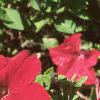 Petunia grandiflora 'Dreams Red', habit
