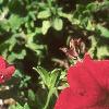 Petunia grandiflora 'Dreams Red', habit