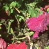 Petunia grandiflora 'Dreams Red', habit