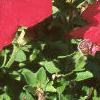 Petunia grandiflora 'Dreams Red', habit