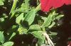 Petunia grandiflora 'Dreams Red', habit