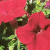 Petunia grandiflora 'Dreams Red', habit