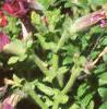 Petunia grandiflora 'Dreams Red', habit