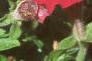 Petunia grandiflora 'Dreams Red', flowers
