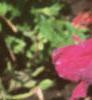 Petunia grandiflora 'Dreams Red', flowers