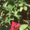 Petunia grandiflora 'Dreams Red', flowers