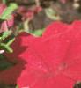Petunia grandiflora 'Dreams Red', flowers