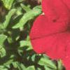 Petunia grandiflora 'Dreams Red', flowers