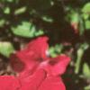 Petunia grandiflora 'Dreams Red', flowers