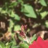 Petunia grandiflora 'Dreams Red', flowers
