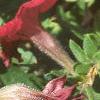 Petunia grandiflora 'Dreams Red', flowers