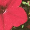 Petunia grandiflora 'Dreams Red', flowers