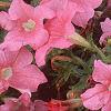 Petunia grandiflora 'Dreams Salmon', flowers