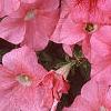 Petunia grandiflora 'Dreams Salmon', flowers
