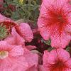 Petunia grandiflora 'Dreams Salmon', flowers