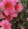 Petunia grandiflora 'Dreams Salmon', flowers