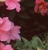 Petunia grandiflora 'Dreams Salmon', flowers