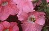 Petunia grandiflora 'Dreams Salmon', flowers