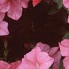 Petunia grandiflora 'Dreams Salmon', flowers