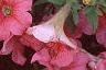 Petunia grandiflora 'Dreams Salmon', flowers