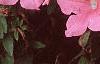 Petunia grandiflora 'Dreams Salmon', flowers