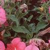 Petunia grandiflora 'Dreams Salmon', flowers