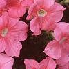 Petunia grandiflora 'Dreams Salmon', flowers