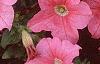 Petunia grandiflora 'Dreams Salmon', flowers