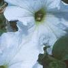 Petunia grandiflora 'Dreams White', flowers