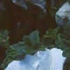 Petunia grandiflora 'Dreams White', flowers