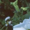 Petunia grandiflora 'Dreams White', flowers