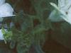 Petunia grandiflora 'Dreams White', flowers