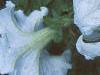 Petunia grandiflora 'Dreams White', flowers