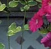 Petunia grandiflora 'Pink Wave', habit