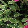Petunia grandiflora 'Pink Wave', habit