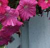 Petunia grandiflora 'Pink Wave', habit