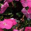Petunia grandiflora 'Pink Wave', habit